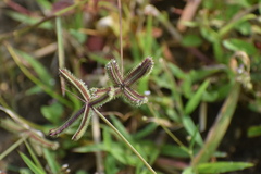 Dactyloctenium aegyptium