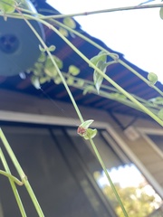 Neoscona