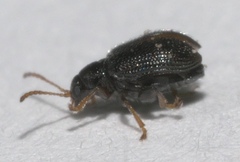 Epitrix cucumeris