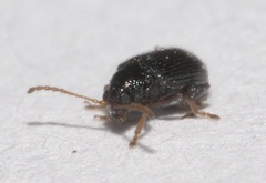 Epitrix cucumeris
