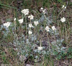 Antennaria parvifolia