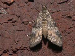 Elophila obliteralis