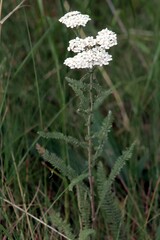 Achillea millefolium borealis