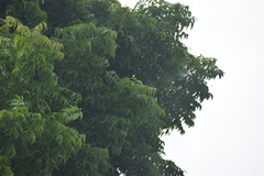 Azadirachta indica