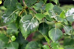 Phyllocnistis populiella