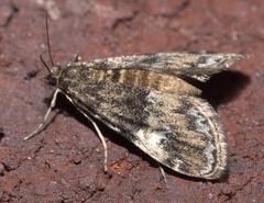 Elophila obliteralis
