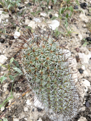 Mammillaria