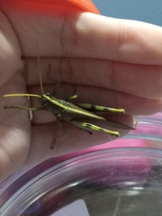 Schistocerca obscura