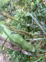 Elymus virginicus