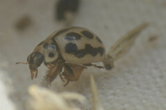 Tytthaspis sedecimpunctata