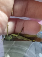 Schistocerca obscura