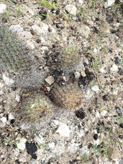 Mammillaria