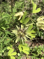 Passiflora affinis