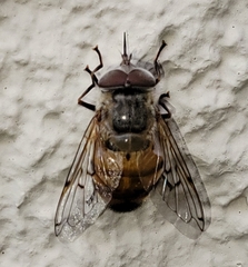 Copestylum haagii