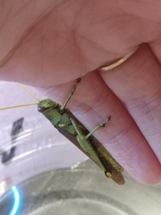 Schistocerca obscura