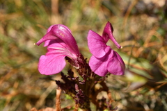 Pedicularis kerneri