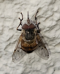 Copestylum haagii