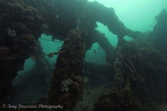 Botrylloides magnicoecus