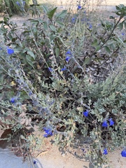 Phacelia campanularia