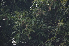 Mangifera