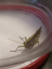 Schistocerca obscura