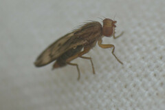 Opomyza
