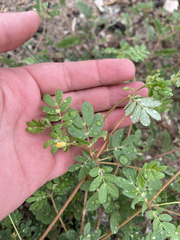Kallstroemia californica