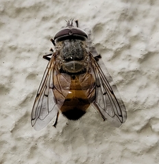 Copestylum haagii