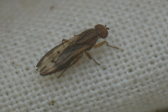 Opomyza