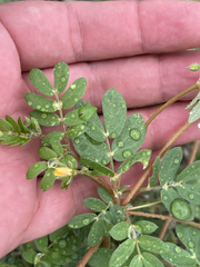 Kallstroemia californica