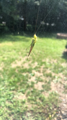 Conocephalus fasciatus