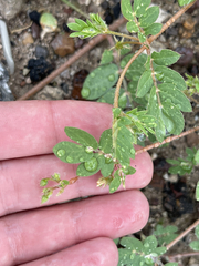 Kallstroemia californica