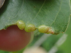 Thecabius populimonilis