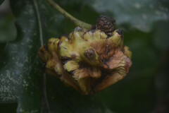 Andricus quercuscalicis