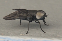 Tabanus atratus
