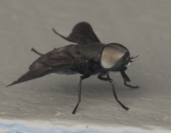 Tabanus atratus