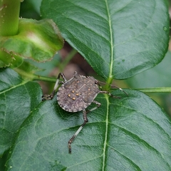 Halyomorpha halys