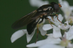 Cheilosia pagana