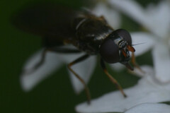 Cheilosia pagana
