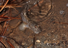 Periophthalmus modestus