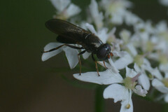 Cheilosia pagana