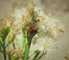 Tachypompilus unicolor