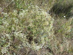 Falcaria vulgaris