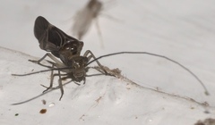 Cerastipsocus venosus