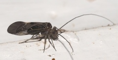 Cerastipsocus venosus