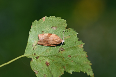 Pandemis cinnamomeana