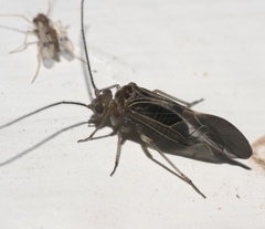 Cerastipsocus venosus