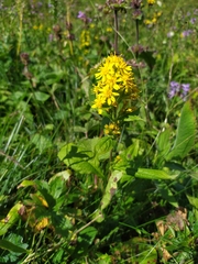 Solidago virgaurea