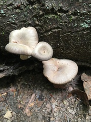 Pseudoclitocybe cyathiformis