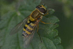 Syrphus ribesii